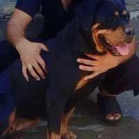 روتوایلر ماده