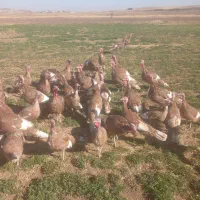 بوقلمون ارگانیک محلی|حیوانات مزرعه|دهگلان, |دیوار