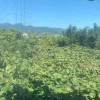 اجاره ویلایی در حویق