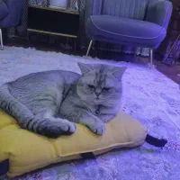 گربه بریتیش نر|گربه|زنجان, |دیوار