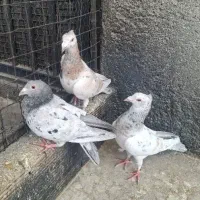 سرور کاکلی عراقی