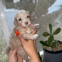 تاینی توی پودل