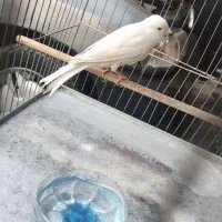 قناری نر مست مست