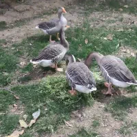 غاز محلی نر و ماده|حیوانات مزرعه|هشتگرد, خور|دیوار