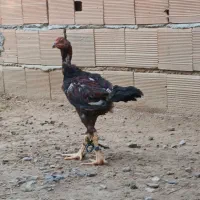 خروس برهما و جوجه خروس لاری