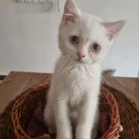 گربه ی اصیل