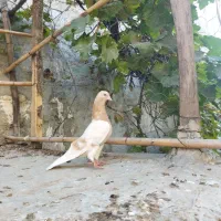 کفتر پرشی|پرنده|آق قلا, |دیوار