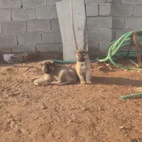 سگ سرابی واگذاری|سگ|تبریز, |دیوار