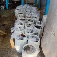 شیره جو|حیوانات مزرعه|شبستر, |دیوار