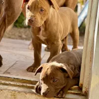 توله پیتبول اصیل