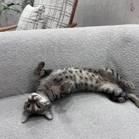 گربه فوق‌العاده اجتماعی و بازیگوش