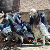 15 تا نر بازی کفتر شهرستانی