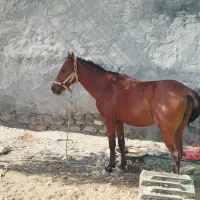 فروش اسب|اسب و تجهیزات اسبسواری|یاسوج, |دیوار