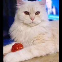 گربه پرشین گلد ۷ ماهه گارفیلی اصیل اشرافی