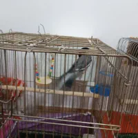 عروس هلندی جفت