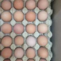 تخم مرغ محلی کاملا ارگانیک