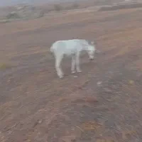کره الاغ