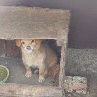 سگ پاکوتاه|سگ|مرند, |دیوار