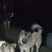 سگ سرابی فوری