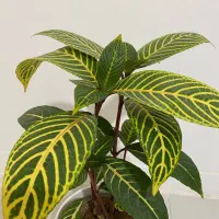 گل سانچزیا بسیار زیبا و خاص|گل و گیاه طبیعی|اصفهان, فرودگاه شهید بهشتی|دیوار