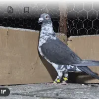 کبوتر سینه سفید