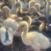 جوجه اردک از ۱ روزه تا ۶ ماهه بالغ|حیوانات مزرعه|آستانه اشرفیه, |دیوار