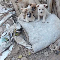 پاکوتاگوش اسبی|سگ|نیشابور, مازول|دیوار