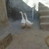 قوغاز سفید
