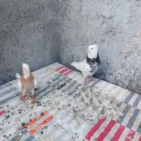 یک جفت طوقی هفت رنگ و یک جفت کله سبز الماسی|پرنده|بردسکن, |دیوار