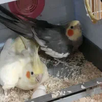 عروس هلندی مولد همراه تخم