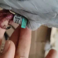 کبوتر پلاکی عراقی