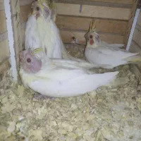 عروس هلندی لوتینو سرلاکی|پرنده|کازرون, |دیوار