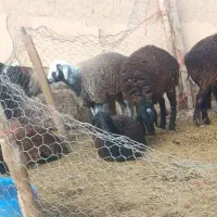 25رئس بره نر کشتاری جفتی 110 کیلو 4 رئسش هم مادس