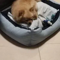 واگذاری سگ پامرین|سگ|مشهد, هنرستان|دیوار