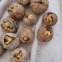 گردو|عمده‌فروشی|جوانرود, |دیوار