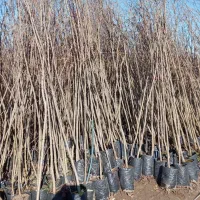 نهالستان پالیز دارای مجوز رسمی از جهاد کشاورزی