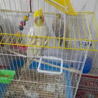 عروس هلندی