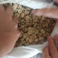 باقلا تازه|عمده‌فروشی|فسا, |دیوار