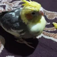 عروس هلندی سرلاکی ۲۵ روزه معاوضه با البینو ماده