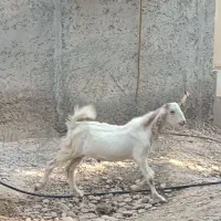 کهره نر|حیوانات مزرعه|شبانکاره, |دیوار