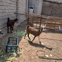 فروش کهره