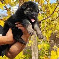 توله ژرمن بلک موبلند|سگ|شیراز, شهرک بزین|دیوار