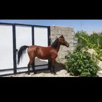 اسب مادیون پر خون|اسب و تجهیزات اسبسواری|سیسخت, |دیوار