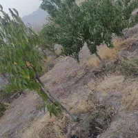 فروش-باغ-صومعه-پشت-بهداشت-یاران