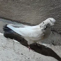 کبوتر طوقی|پرنده|شاهینشهر, شهرک گلدیس|دیوار