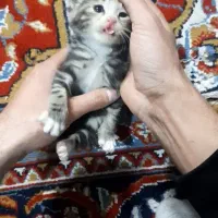 بچه گربه