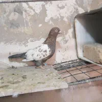 جفت نر|پرنده|بیرجند, |دیوار