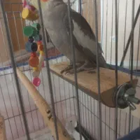 عروس هلندی رام|پرنده|اردبیل, |دیوار