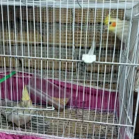 پرنده کتوله عروس هلندی|پرنده|تربت‌حیدریه, ده پائین|دیوار