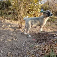 توله سگ|سگ|سلفچگان, |دیوار